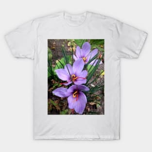 saffron T-Shirt